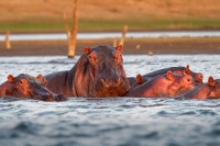 Hroch obojzivelny - Hippopotamus amphibius - Hippopotamus o0289
